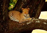 resting leopard