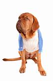 Dog de bordeaux with a sweatshirt and shawl