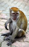 Macaque Monkey