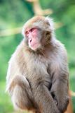 Monkeys at Arashiyama 03
