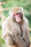 Monkeys at Arashiyama 04