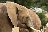 Portrait of an African Elephant