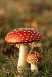 Big and small toadstool in the grass