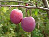 ripening plums