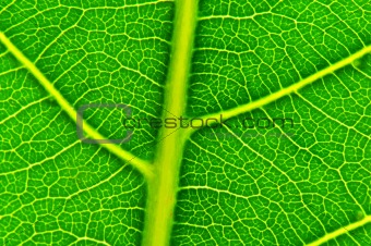 a leaf's veiny texture
