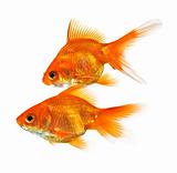 pair of goldfish