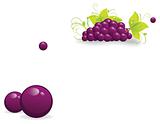 Bundle of grapes