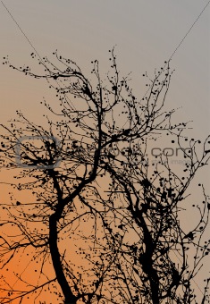Abstract background with tree