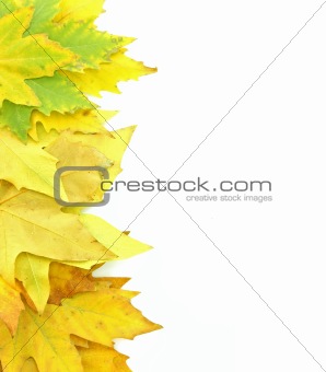 Yellow leaves isolated on white