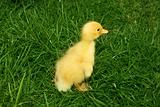 Cute little duckling in the grass