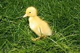 Cute little duckling in the grass