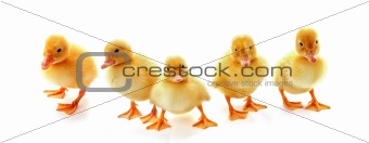 Five yellow fluffy ducklings