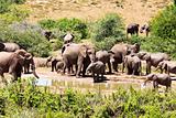 flock of elephants