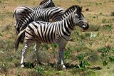 zebras in savanna
