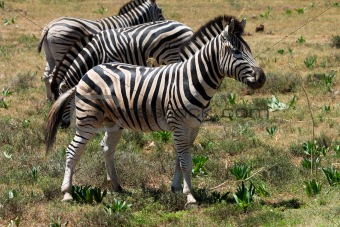 zebras in savanna