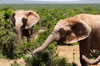 elephants in savanna