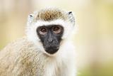 monkey in Africa