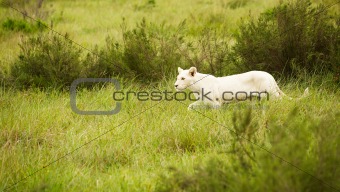 white lion in savanna