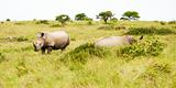 two rhinos in savanna