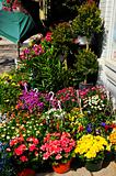 Flower baskets for sale