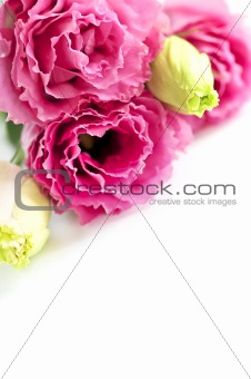 Isolated pink flowers