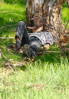 Asleep under a gum tree