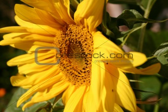 Yellow flower of a sunflower in the afternoon