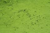 A green swampy area of a  lake 