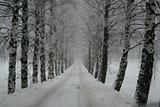 Foggy winter lane