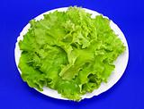 lettuce 3