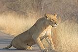 Adult Lioness