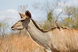 Kudu Female