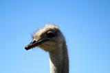 Ostrich in the wild nature