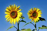 Beautiful Sunflowers and a blue sky