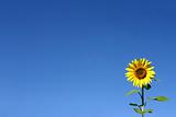 Beautiful Sunflower and a blue sky