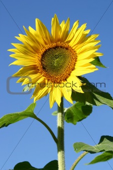 Beautiful Sunflower and a blue sky