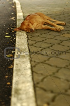 Homeless stray dog