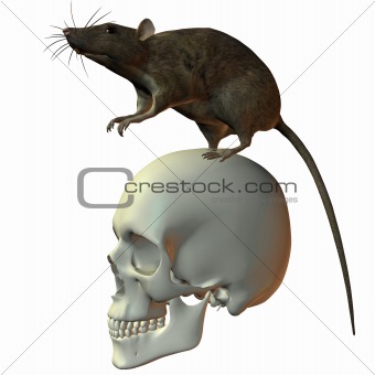 Rat on Skull