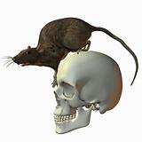 Rat on Skull