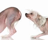 Chinese Crested Dog - Hairless