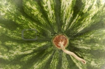 Watermelone close-up
