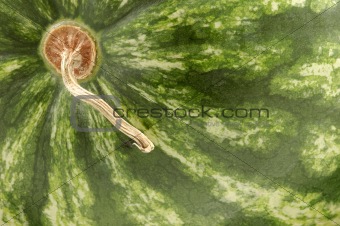 Watermelon close-up