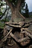 Tangled tree roots