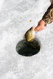 Pulling sunfish through ice hole
