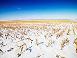 Snow covered corn field.