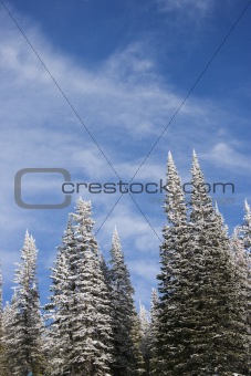 Snow covered pine trees.