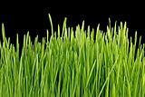 Close up of the green grass on black background
