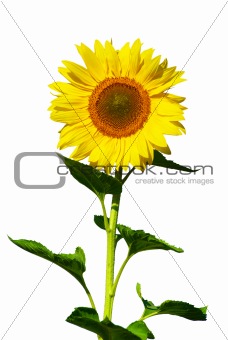  sunflower 