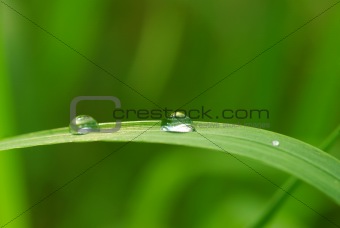 drop on grass 