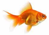 profile of goldfish